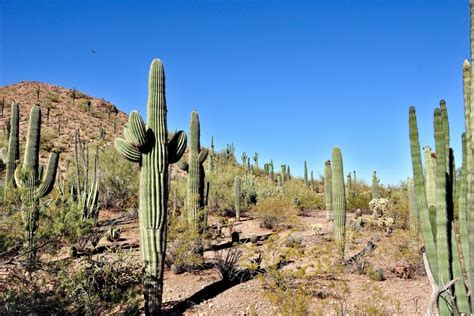 Cactus Leather Is Cool! But Is It Sustainable? - The Eco Hub