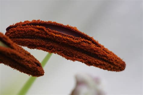 Pollen Close Up | Macro of pollen. | Jeremy Vandel | Flickr