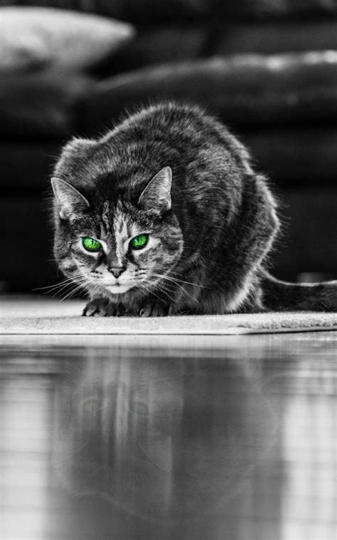 Green Eyed Angry Cat 4K Ultra HD Mobile Wallpaper | Angry cat, Cats ...