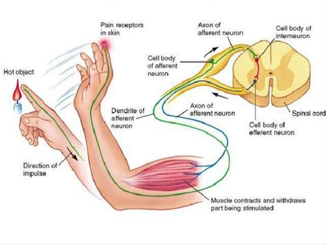 Spinal Reflexes