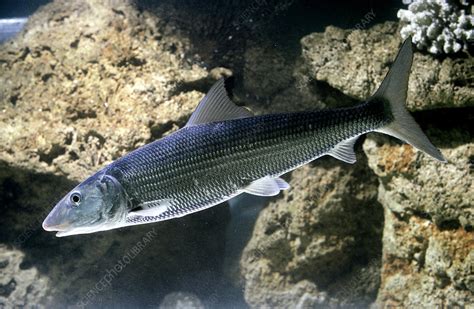 Bonefish - Stock Image - Z605/1364 - Science Photo Library