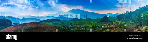 Tea plantations in India. Province Kerala Stock Photo - Alamy