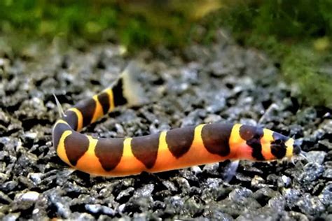 Kuhli Loach – Detailed Guide: Care, Diet, and Breeding - Shrimp and Snail Breeder