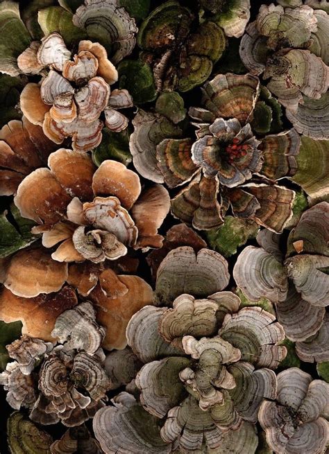 Arranged Turkey Tails (Contemporary Still Life Photograph of Earth Toned Moss) | From a unique ...