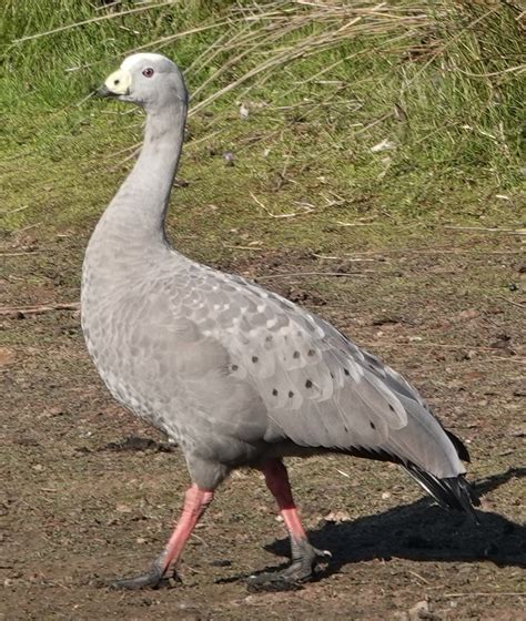 eBird Checklist - 3 Apr 2023 - Swan Lake - 26 species