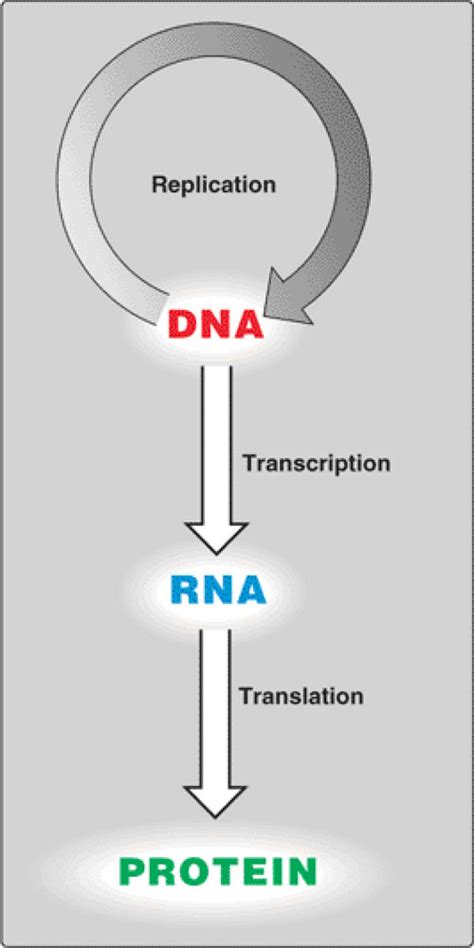 Molecular biology - central dogma