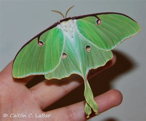 Northwest Butterflies: Species Profile: Luna Moth