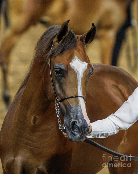 Bay Arabian Stallion Photograph by Carolyn Krek | Fine Art America