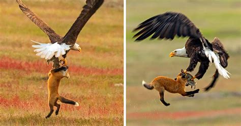 A Photographer Captures Epic Battle Between Eagle and Fox Fighting Over Rabbit in Midair - Truupy