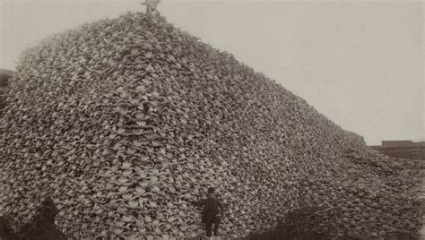 Historic Great Plains Bison Slaughter Had Surprising Lasting Consequences For Native Americans ...