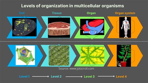 Multicellular organisms examples and characteristics - Jotscroll