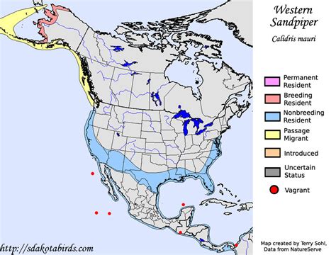 Western Sandpiper - Species Range Map