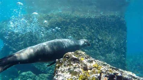 Snorkeling in Galapagos Islands - YouTube