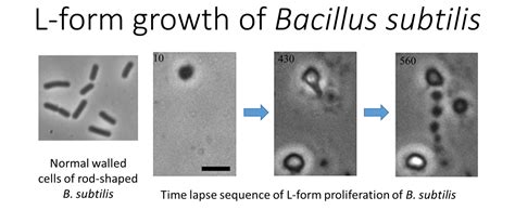 Origins of life in Newcastle | ICaMB – Inside Cells and Molecules Blog