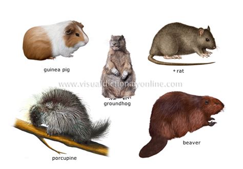 ANIMAL KINGDOM :: RODENTS AND LAGOMORPHS :: EXAMPLES OF RODENTS [2 ...