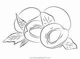 Apricot Peaches Fruits Coloring Page For Kids  Free Printable sketch template