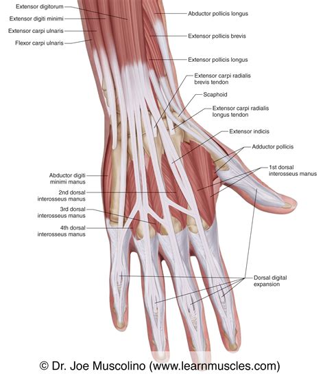 Muscles of the Posterior Hand - Superficial View - Learn Muscles