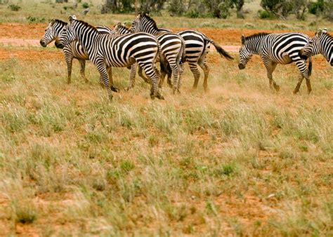 Animals in Tsavo East National Park | Wildlife in Tsavo East National Park