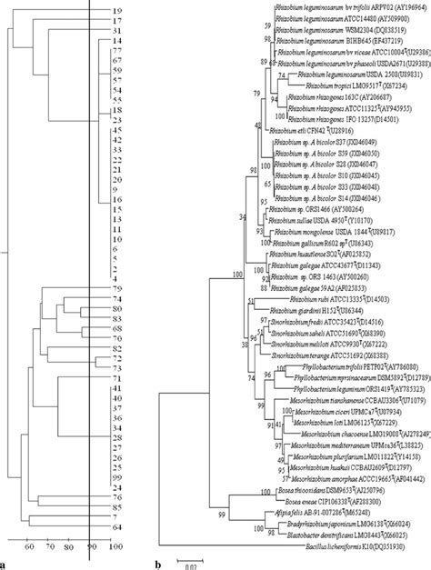 a Dendrogram of similarity of 53 isolates of A. bicolor Villa Rumipal ...