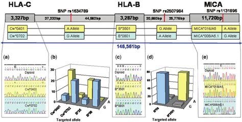 Molecular haplotype mapping of HLA-C, HLA-B and MICA. Each contiguous ...