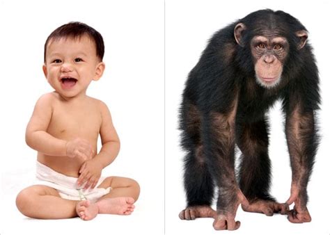 Chimps and Humans 99% identical DNA: Proof of Intelligent Design ...