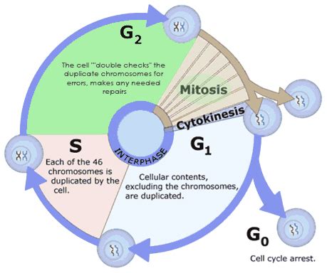 Interphase