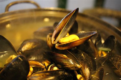 Free Images : food, seafood, drink, invertebrate, mussel, close up ...