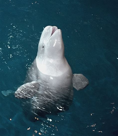 Chicago - Shedd Aquarium "Beluga Whale Says Hello!" | Flickr