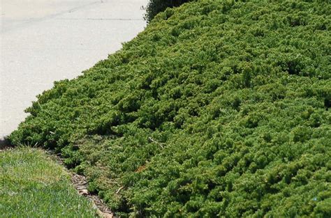 Creeping Junipers Can Tame and Beautify Steep Hills