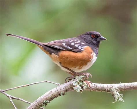 Spotted Towhee - Facts | Call | Female | Diet | Habitat | Sound - Bird Baron