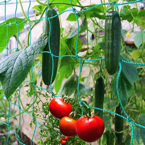 Buy Trellis Netting for Climbing s - Heavy Duty Garden Trellis for Cucumber, Vine, Fruits ...