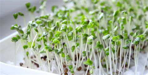 Broccoli Sprouts Benefits And Side Effects - Broccoli Walls