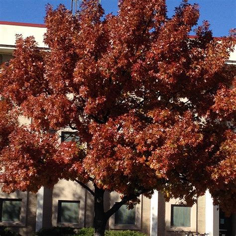 Texas Red Oak Tree Information - Guzman's Garden Centers