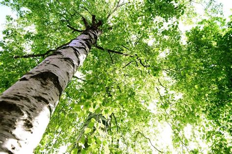 A Spot in the Shade: Summer Shade Trees - Westchester Tree Life