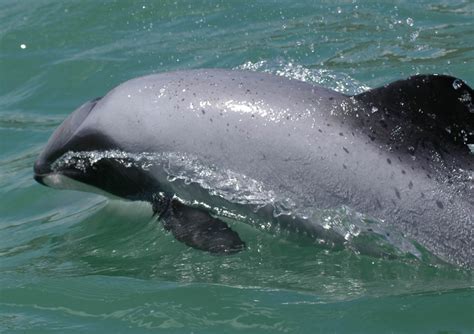 Maui’s dolphin faces extinction unless action is taken now | WWF