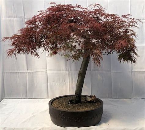 Weeping Red Dragon Japanese Maple Bonsai Tree (Acer palmatum dissectum 'Red Dragon')