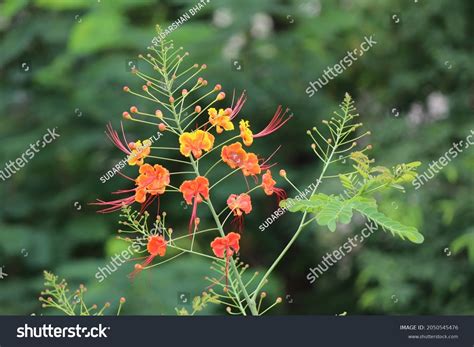 Closeup Gulmohar Tree Flowers Leaves Stock Photo 2050545476 | Shutterstock