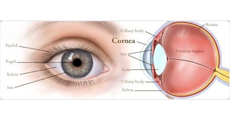 Show Of The Eye Cornea