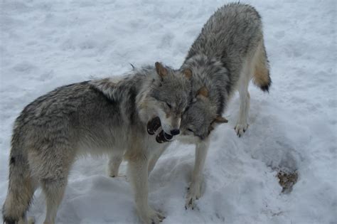 Wolves play fight | At the bear and wolf discovery center in… | Flickr