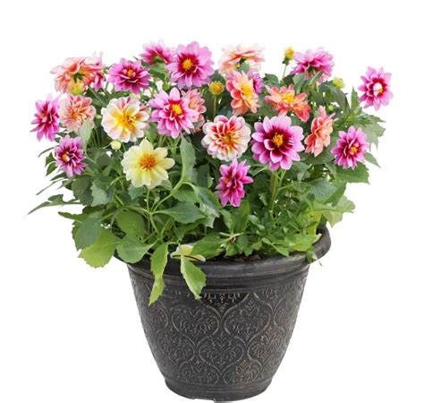 25 Best Flowering Plants for Pots