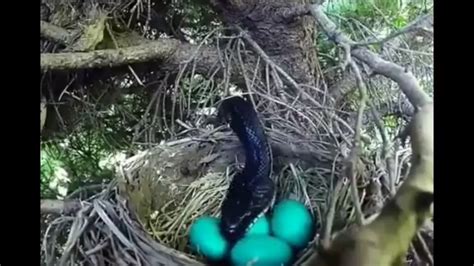 Snake eating birds egg - YouTube