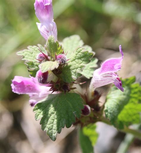 Lamium amplexicaule. | Flora, Labiatae