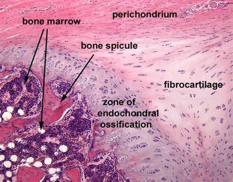 SIU SOM Histology SSB | Anatomy and physiology, Physiology, Anatomy