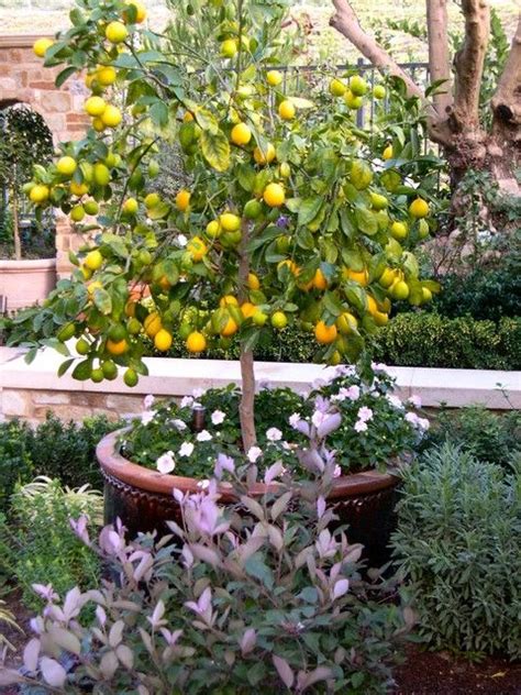 Pin on Topiary