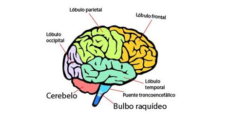 Partes del cerebro humano (y funciones)