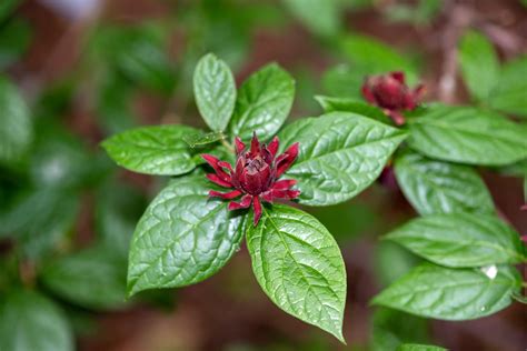 How to Grow and Care for Carolina Allspice