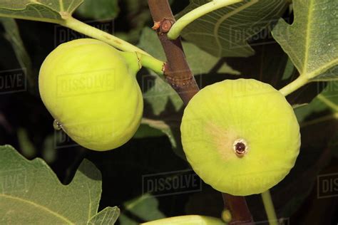 Agriculture - Ripe Calimyrna figs on the tree, ready for harvest / San Joaquin Valley ...