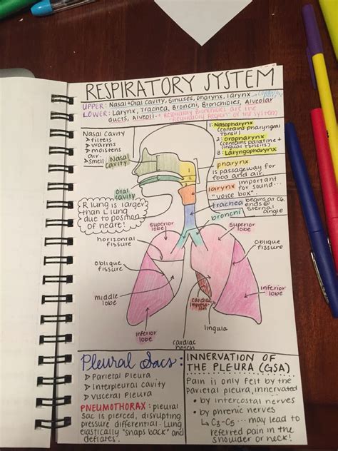 Note taking strategy for Anatomy class | Nursing school notes, Nurse ...