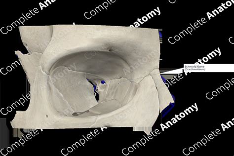 Ethmoid Bone | Complete Anatomy