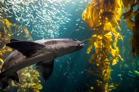 Kelp Forest | Live cam | Monterey Bay Aquarium